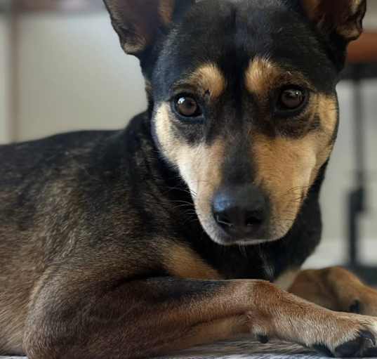 Photo of Jolene