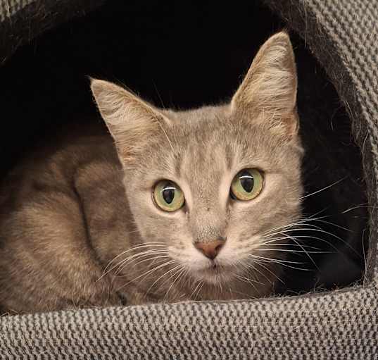 Photo of Lacey