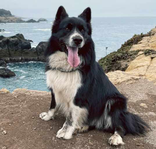 Photo of Archie