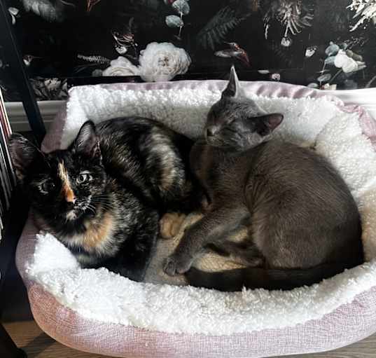 Photo of Jinx & Sable
