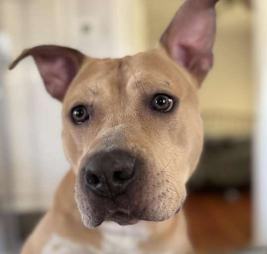 Photo of Honey