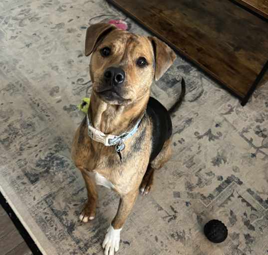 Photo of Pickles