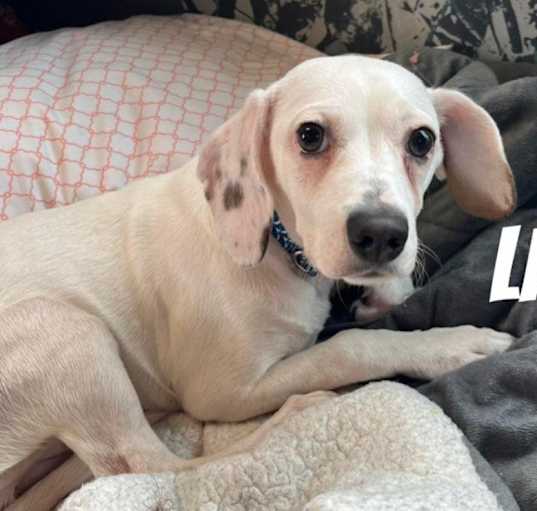Photo of Lilly