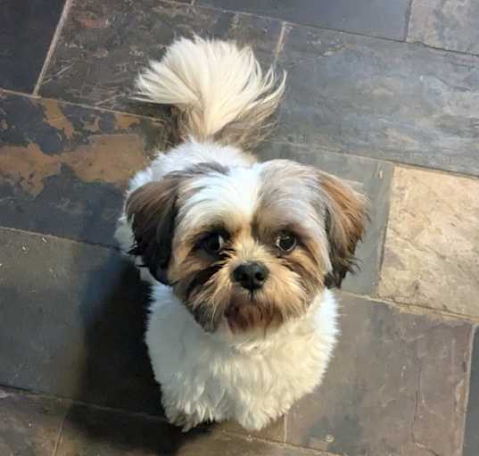Photo of Ace