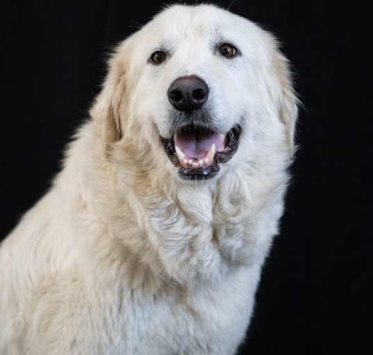 Photo of MAYA