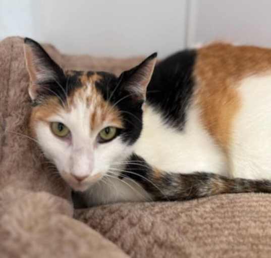 Photo of Zinnia
