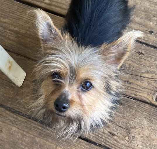 Photo of Scout