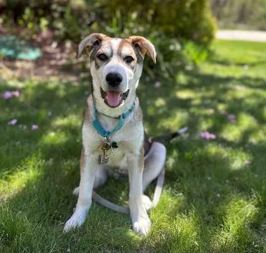 Photo of Jimmy-LOCAL PUP