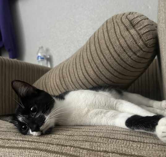 Photo of Selene