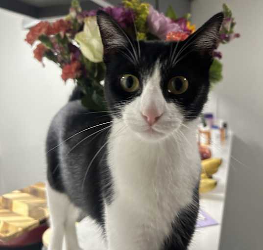 Photo of Luna