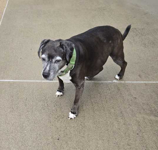Photo of Bentley