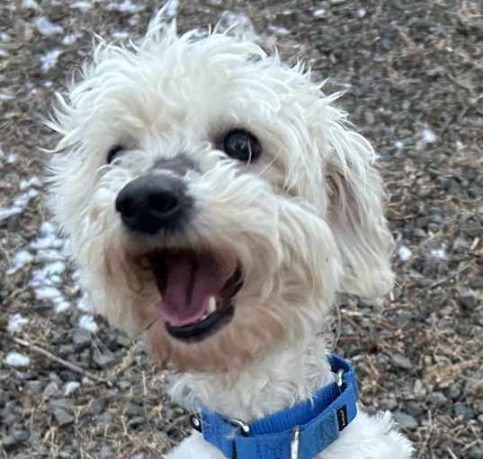 Photo of Orville