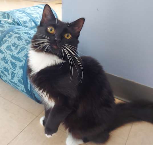 Photo of Pepper