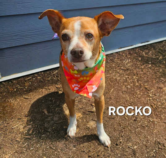 Photo of Rocko