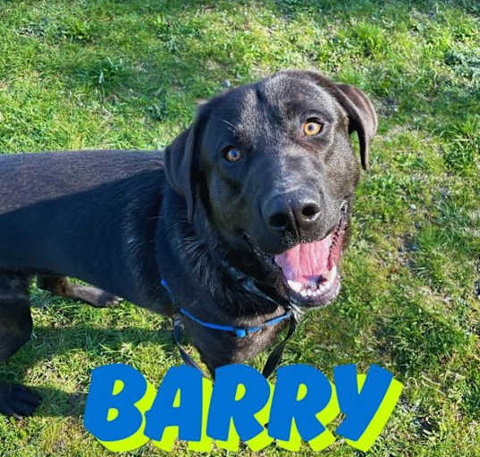 Photo of Barry