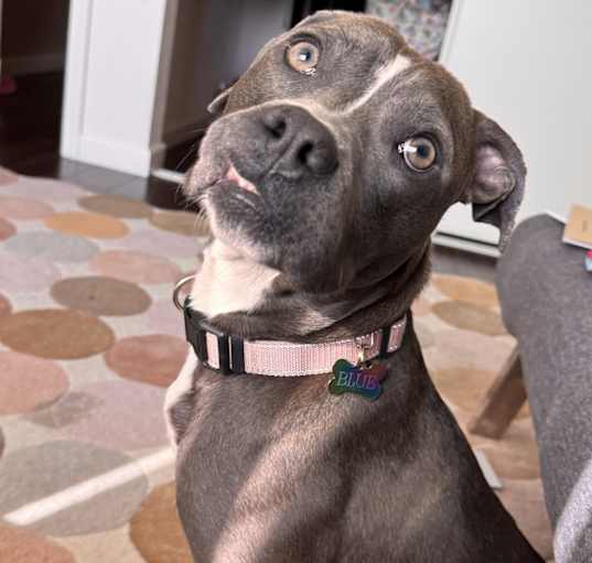 Photo of Blue