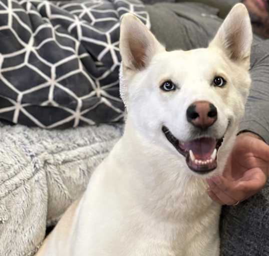 Photo of Layla