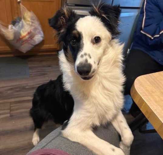 Photo of Cody   LOSING HOME 4/4 HELP!