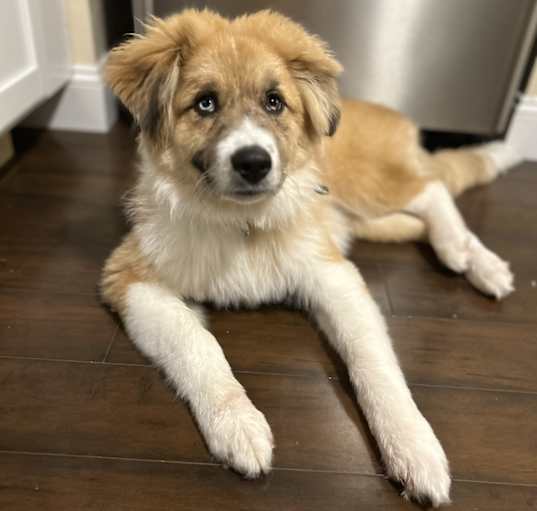 Photo of Tucker