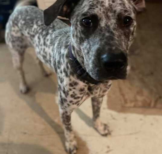 Photo of Pepper