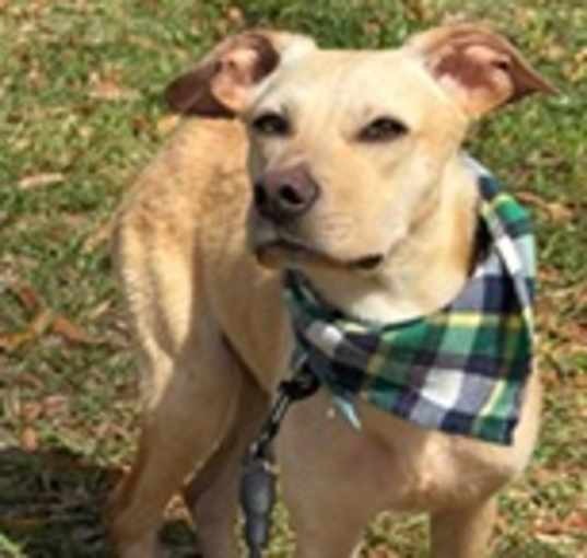 Photo of Patrick (Cocoa Adoption Center