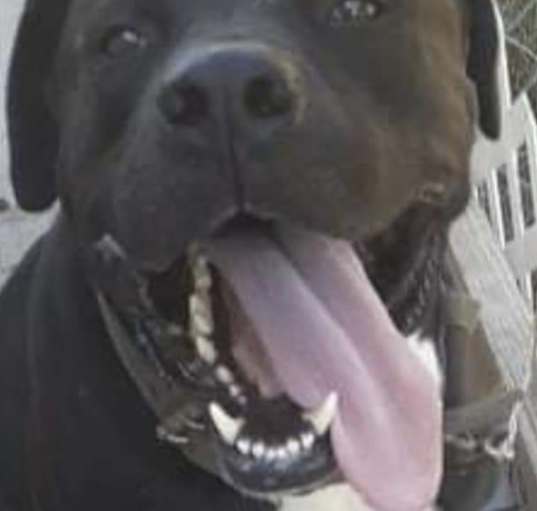 Photo of Bodhi
