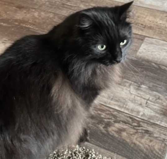 Photo of Purrcy