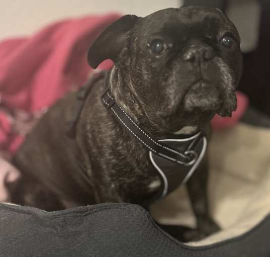 Photo of Skye