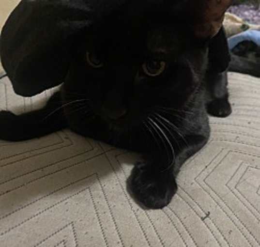 Photo of Murcielago