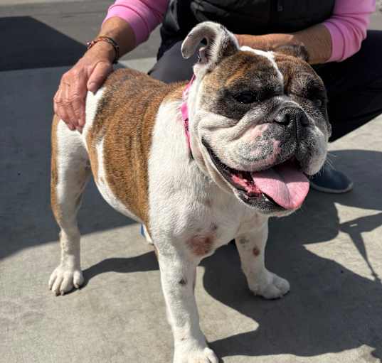 Photo of Rosie