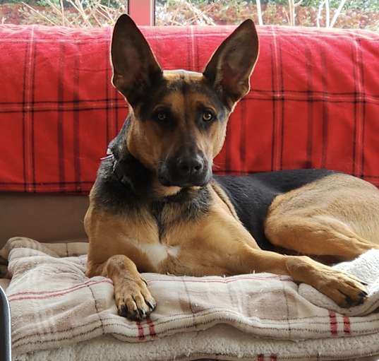 Photo of Scooby