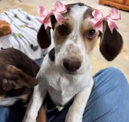 Photo of BEAGLE , English SPANIEL MIX PUPS