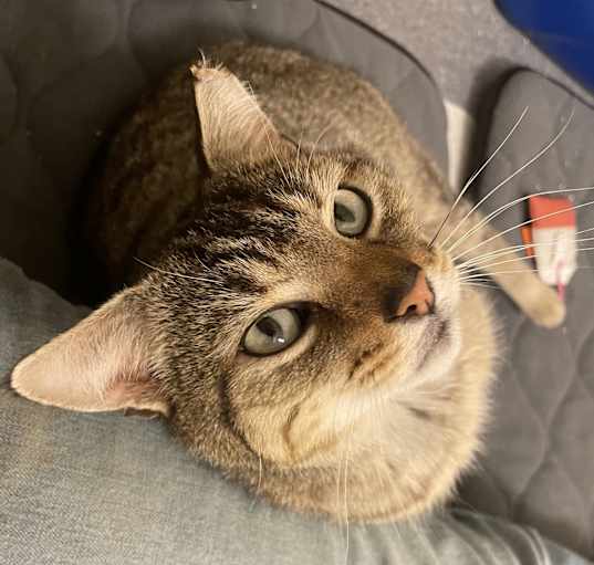 Photo of Foxy