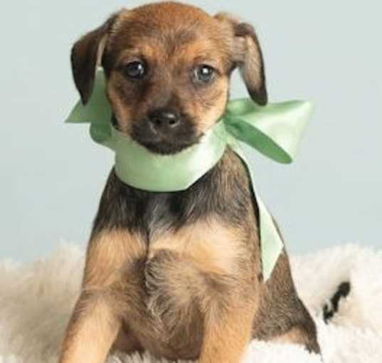 Photo of Nursery: Miss Muffet
