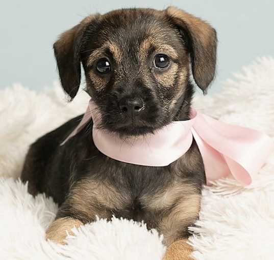 Photo of Nursery: Briar Rose
