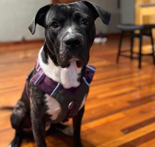 Photo of Knox