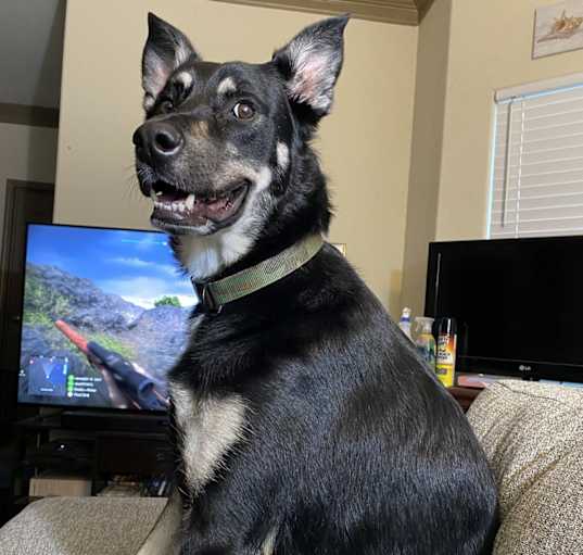 Photo of Dexter