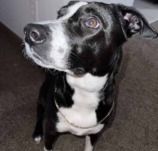 Photo of Luna