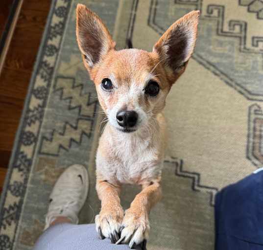 Photo of Buck