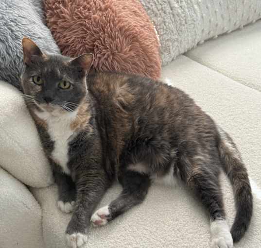 Photo of Cleo