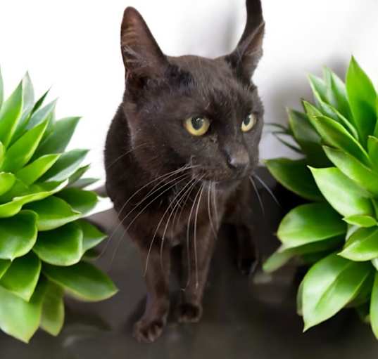Photo of Ebony