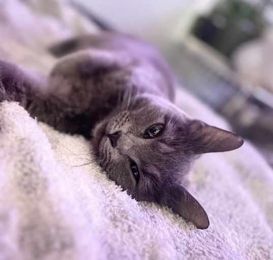 Photo of Annabelle