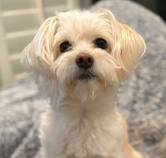 Photo of Riley