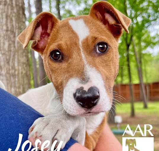 Photo of Josey