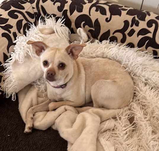 Photo of Ladybug (in foster)