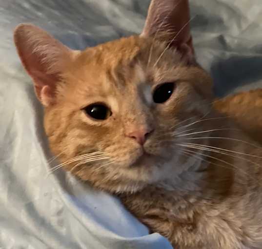 Photo of Otis - Blind