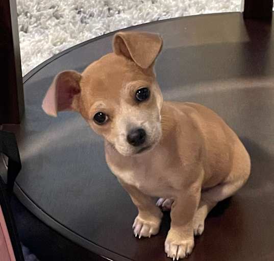 Photo of PENDING: Poppy