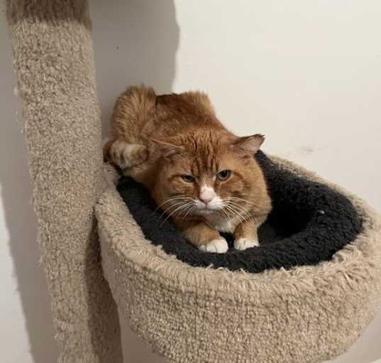 Photo of Horace