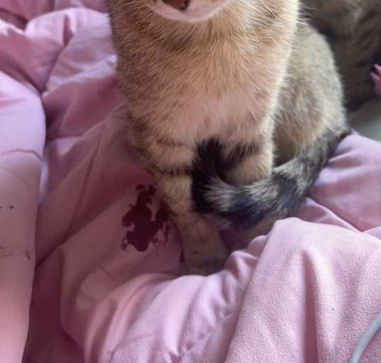 Photo of Lily/Violet