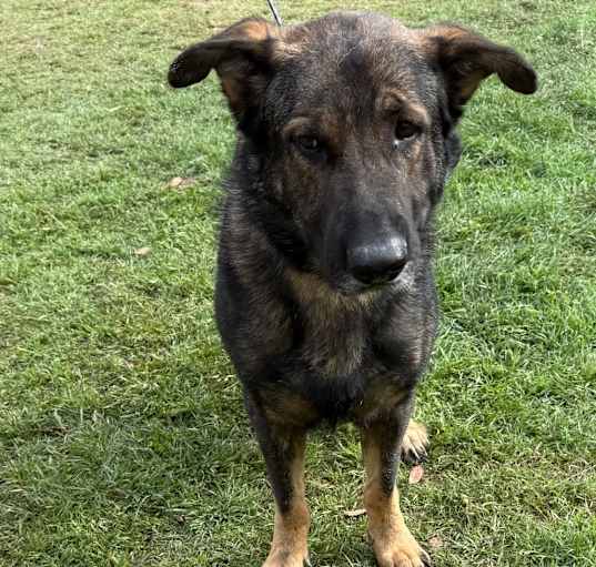 Photo of Hondo